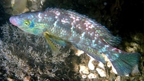 Symphodus melops_00